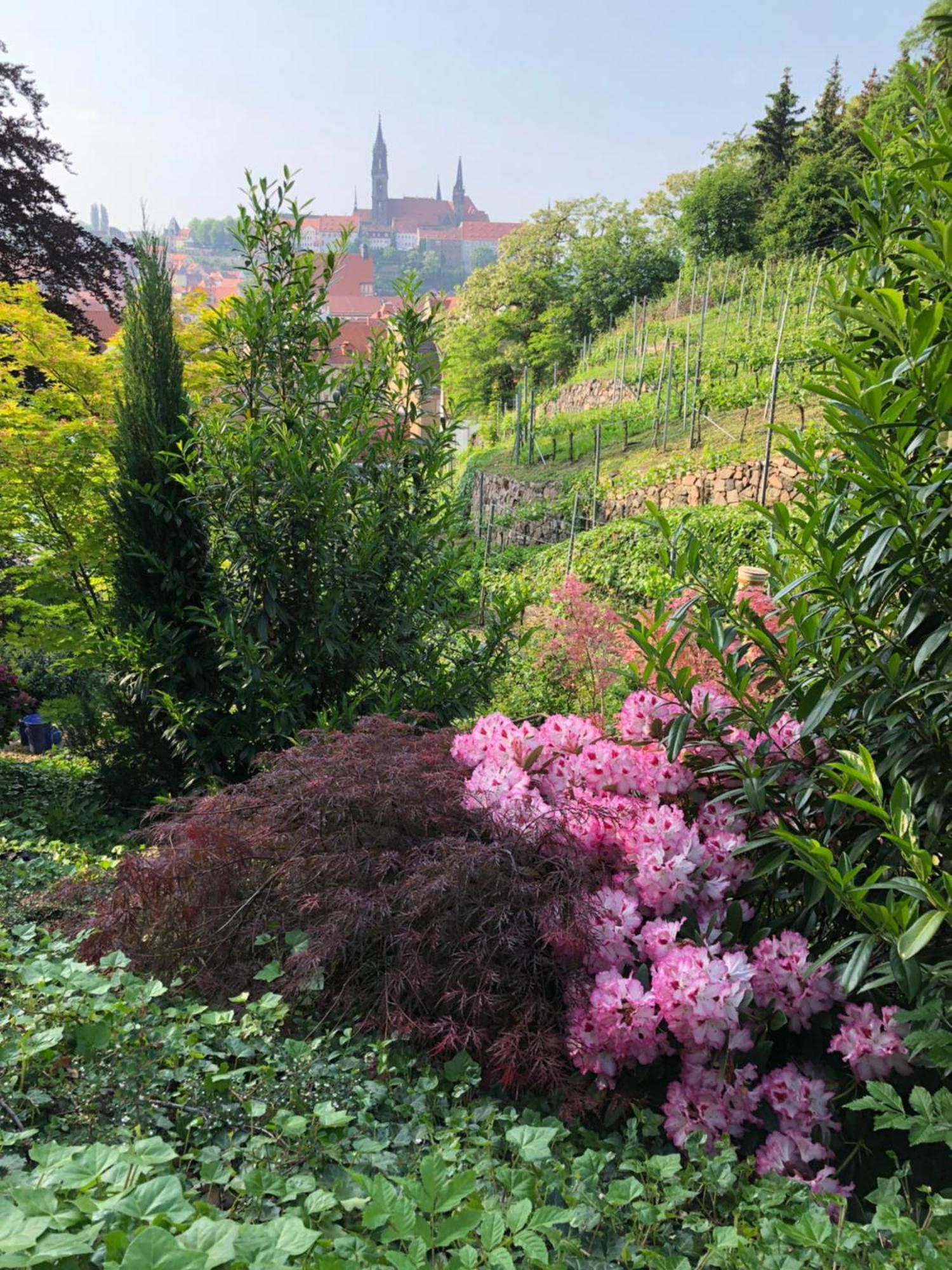 Rebenhaus *