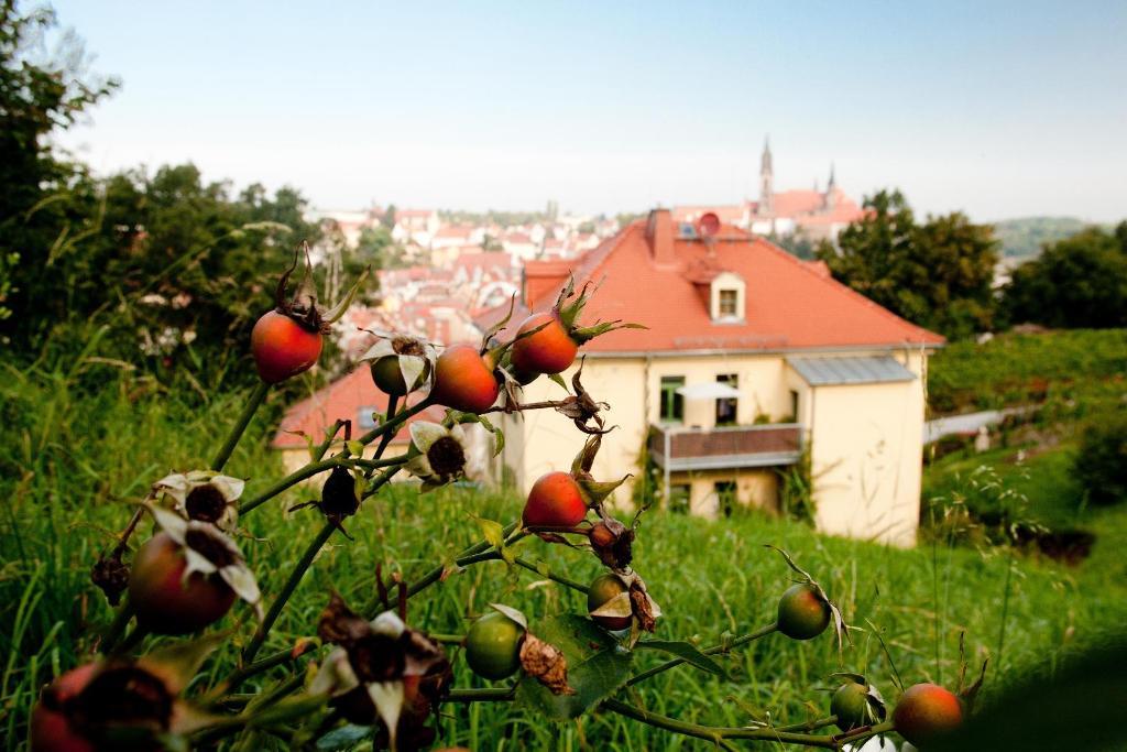 Rebenhaus Meissen
